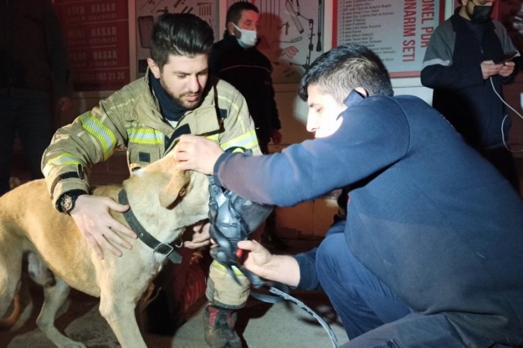 Bursa'da dumandan zehirlenen k&ouml;pek, itfaiye ekipleri tarafından hayata d&ouml;nd&uuml;