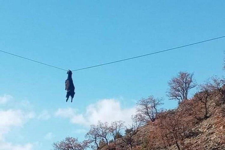 Boynuzlarından asılı kalan ke&ccedil;i g&ouml;ky&uuml;z&uuml;nde s&uuml;z&uuml;ld&uuml;