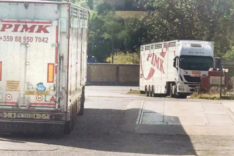 202 bin Euro'luk Şarole vurgunu