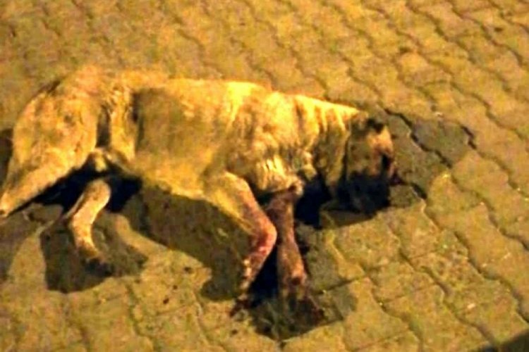Sokak k&ouml;peğinin g&ouml;zlerini oyup &ouml;ld&uuml;resiye d&ouml;vd&uuml;ler