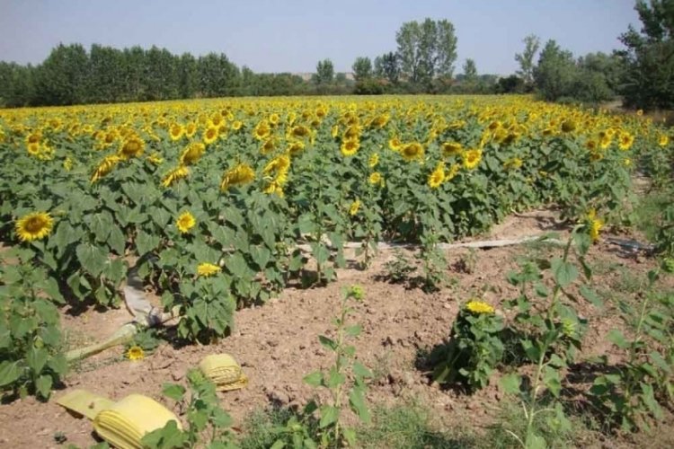 Tarım-&Uuml;FE, y&uuml;zde 3,03 arttı