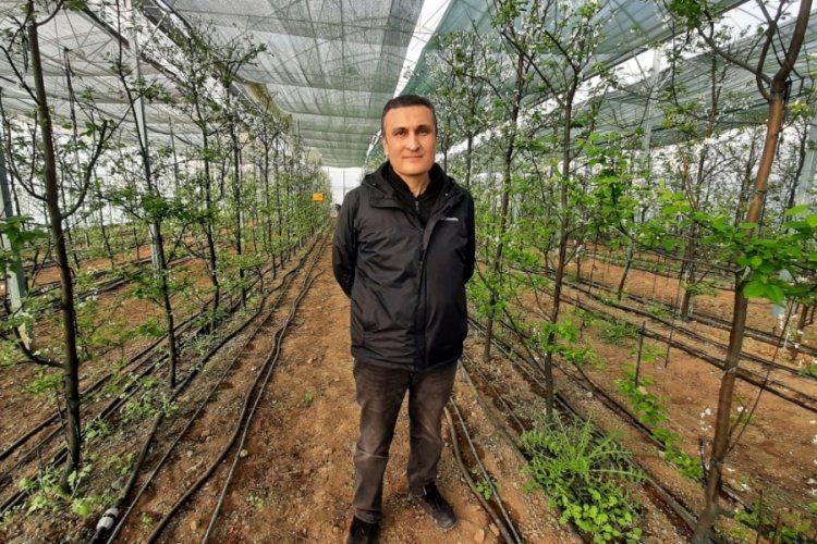 Bursa'da ziraat mühendisi aile, kış mevsiminde serada erik üretiyor