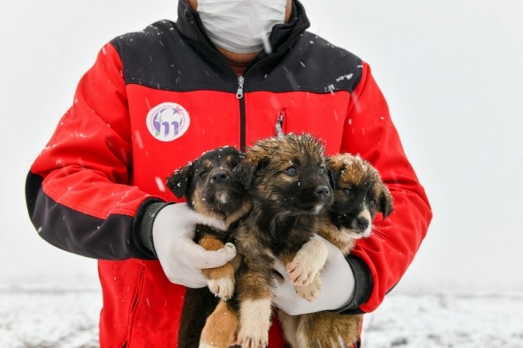 Bursa'da 11 yavru k&ouml;pek donmaktan son anda kurtarıldı