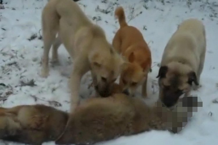 &Ccedil;oban k&ouml;pekleri, s&uuml;r&uuml;ye saldıran kurdu telef etti