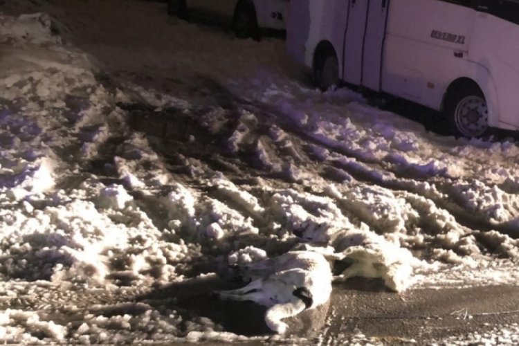 Kopan elektrik telleri iki k&ouml;peği telef etti