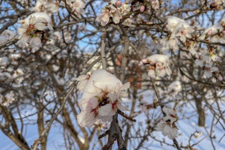 Yalancı bahara aldanıp, &ccedil;i&ccedil;eklenen meyve ağa&ccedil;ları buz tuttu