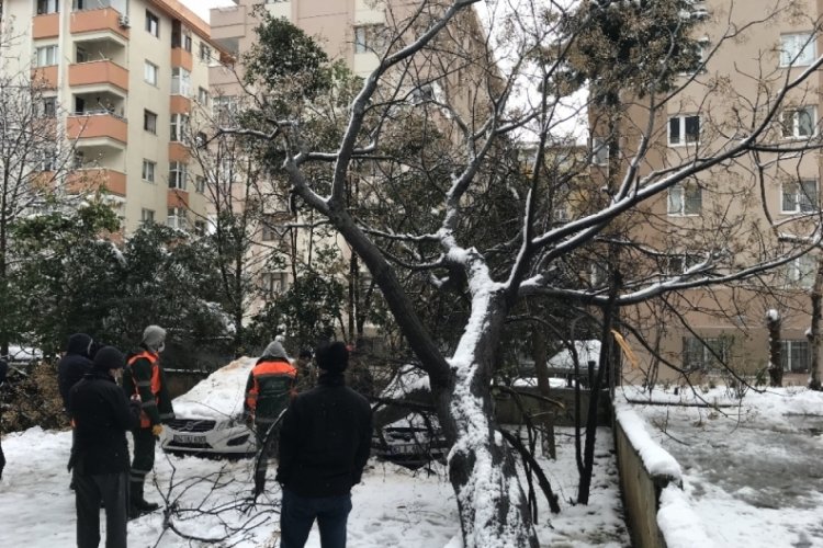 30 yıllık ağa&ccedil;, otomobillerin &uuml;st&uuml;ne devrildi
