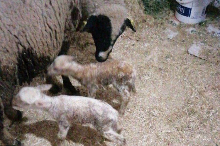 Yeni doğan kuzu 'anne' diye seslendi
