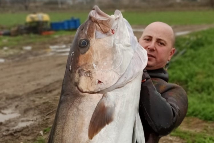 Zıpkınla 65 kiloluk Akya avladı