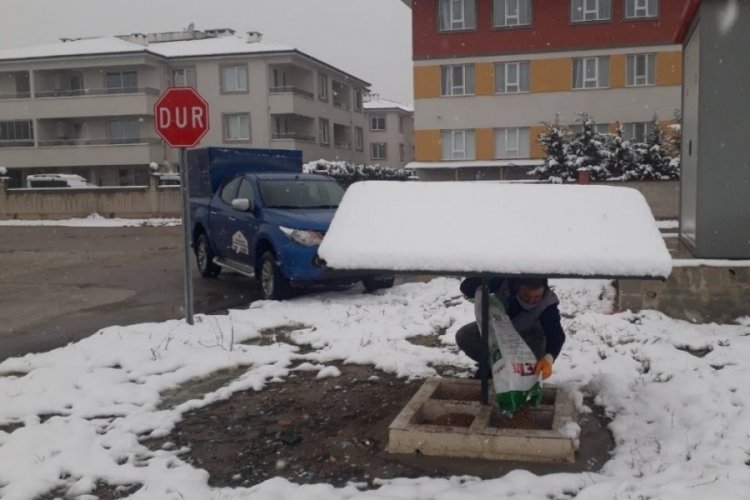 Bursa İneg&ouml;l Belediyesinden sokak hayvanlarına şefkat eli