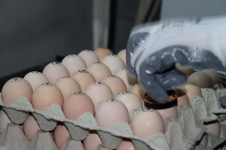 Yumurta &uuml;reticisinden 'gezen tavuk yumurtası' uyarısı