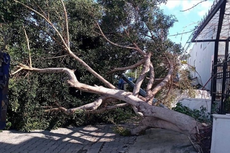 Muğla'da kuvvetli fırtına ağa&ccedil;ları devirdi