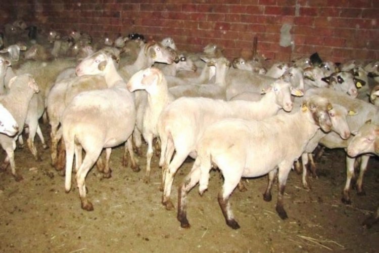 Hayvanlarda &ccedil;i&ccedil;ek hastalığı &ccedil;ıktı: 1 il&ccedil;e, 8 k&ouml;y koruma b&ouml;lgesi ilan edildi