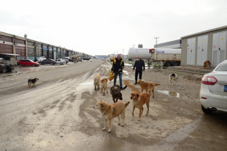 Sokak hayvanlarının yoğun olduğu b&ouml;lgelerde mama dağıtımı yapıldı