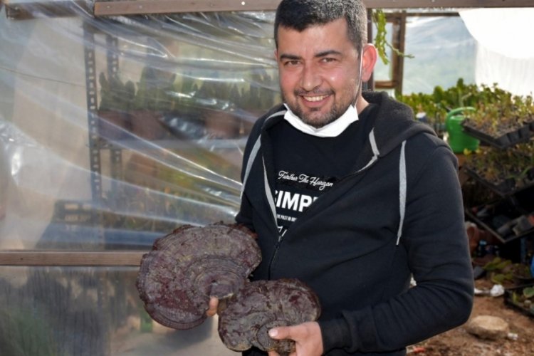 &Ouml;l&uuml;ms&uuml;zl&uuml;k mantarı, kilosu 5 bin liradan satılıyor