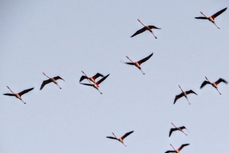 Marmaris'te flamingo coşkusu