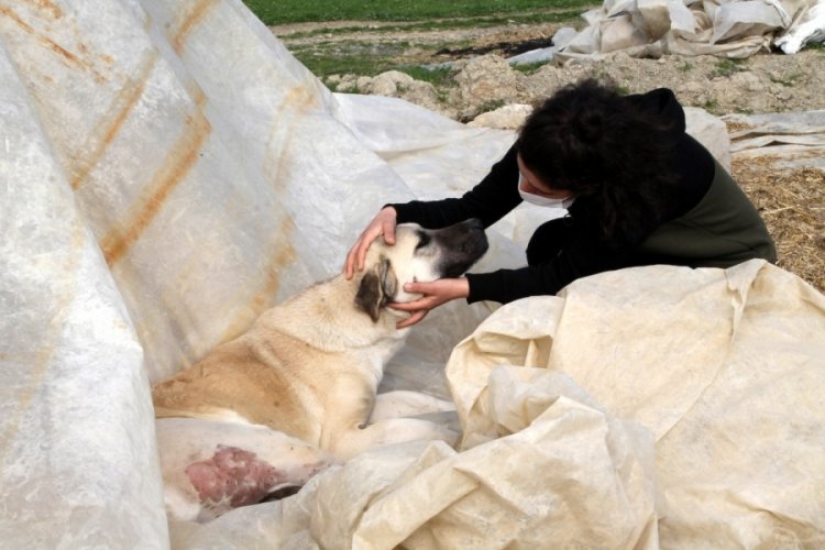 Komşusu k&ouml;peğini vurdu, 'Aynısını sana da yaparım' diye tehdit etti