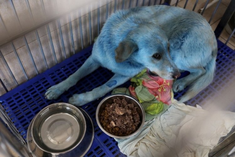Mavi k&ouml;peklerin gizemi &ccedil;&ouml;z&uuml;ld&uuml;