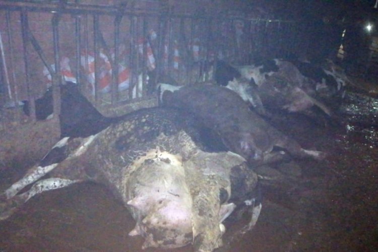 Çanakkale'de elektrik çarpan 8 inek telef oldu