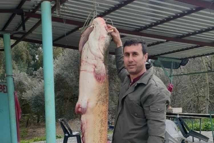 Seyhan Baraj Gölü'nde dev 'yayın balığı' yakaladılar