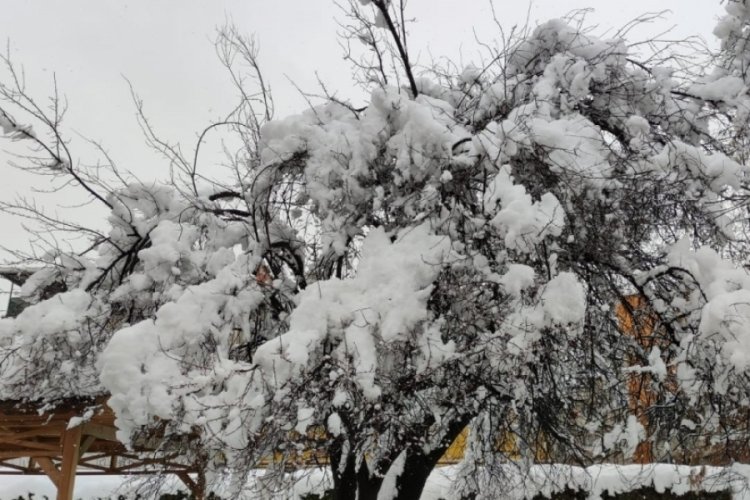 Bursa'da erken çiçek açan meyve ağaçları kar altında kaldı