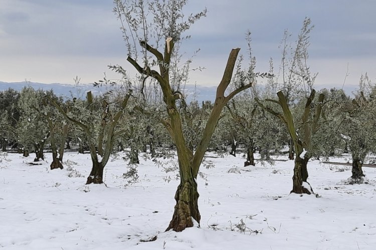 Bursa'da 'yalancı bahara' aldanan zeytin ağaçları, don nedeniyle yandı