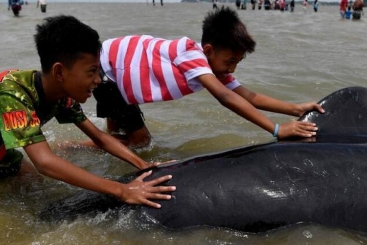 Endonezya'da 46 pilot balina kıyıya vurdu