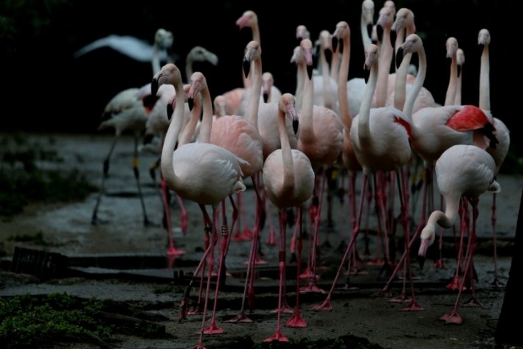 Bursa'da flamingo ailesine 12 yeni &uuml;ye
