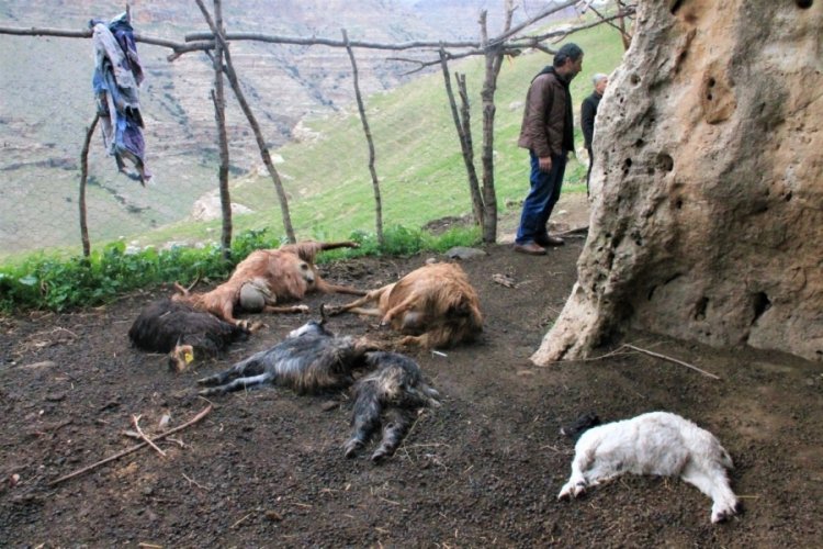 Kurtlar sürüye saldırdı: 25 keçi öldü, 15'i yaralı