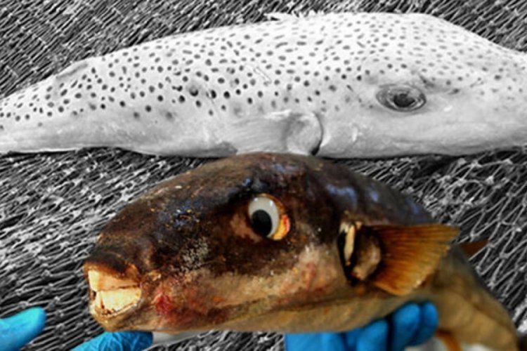 Uzmanlar Akdeniz'deki zehirli balık türlerine karşı uyarıyor