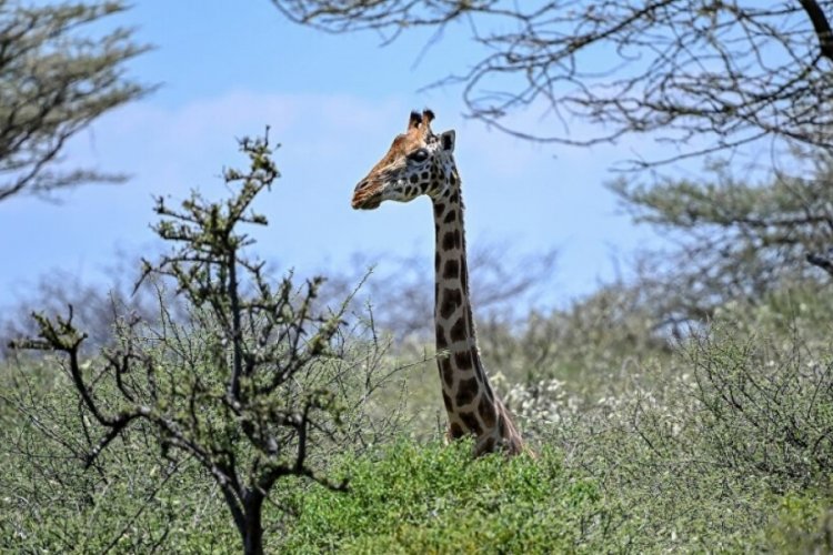 Kenya'da nesli tükenmekte olan 3 zürafa akıma kapılara öldü