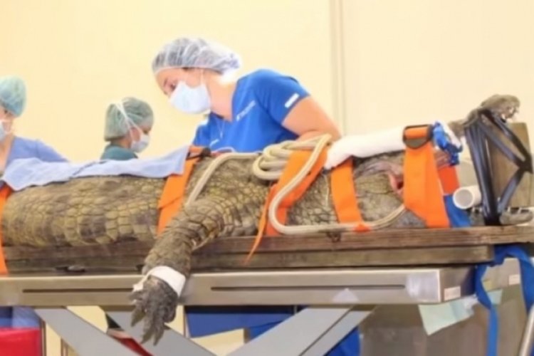 ABD'de dev timsahın yuttuğu ayakkabı bin bir zorlukla çıkarıldı
