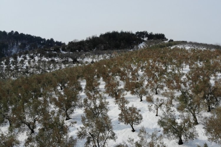 Bursa'da zeytinleri ağaçları yanan köylüler: "Destek olunmazsa aç kalırız"