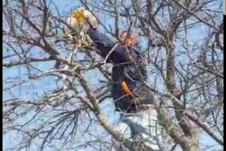 Bursa'da ayağı &ccedil;ıktığı dala sıkışan kediyi iş makinesi operat&ouml;rleri kurtardı