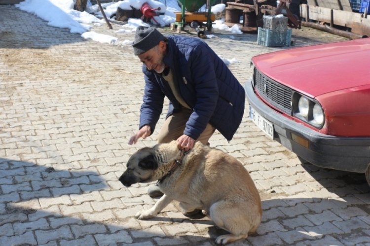 Bursa'da Kara, 3 bacağıyla koyunları koruyor