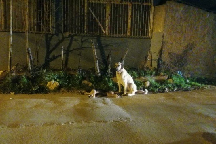 Sokak k&ouml;peği, dakikalarca &ouml;len arkadaşının başında bekledi