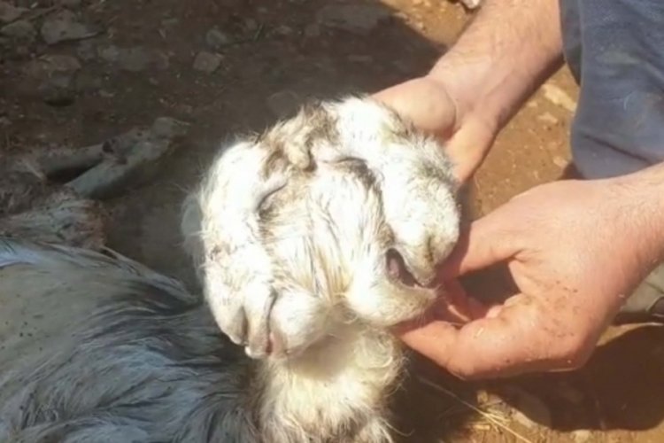 &Ccedil;ift başlı oğlak yaşama tutunamadı