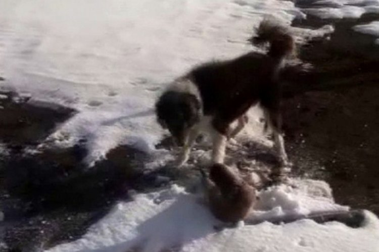 K&ouml;peklerin par&ccedil;alamaya &ccedil;alıştığı su samuru son anda kurtuldu