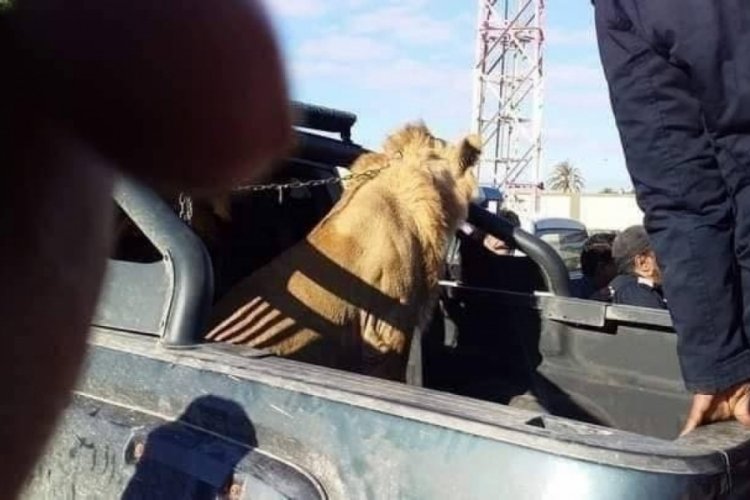 Libya'da sokakta dolaşan aslan paniğe neden oldu