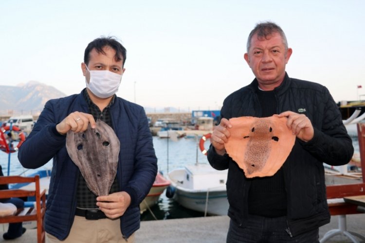 Balon balığının derisi, yeni istihdam alanı sağlayacak
