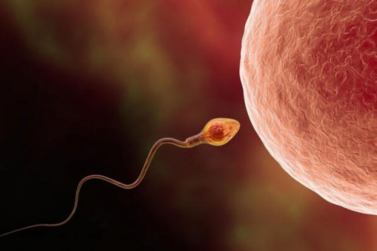 İnsan nesli tehlikede: 2045 yılında sperm sayısı sıfır olacak