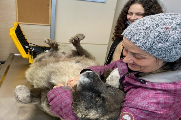 Hamile sokak k&ouml;peğinin &uuml;zerinden arabayla ge&ccedil;ti!