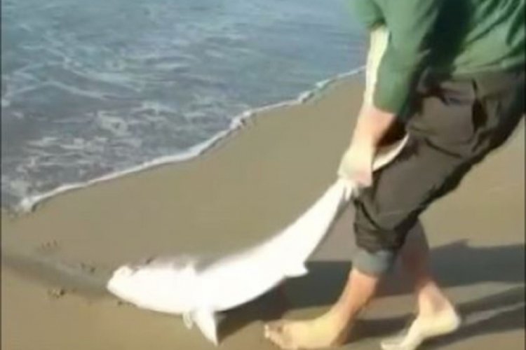 Oltası kopmasın diye 7 kiloluk balığı s&uuml;r&uuml;yerek getirdi