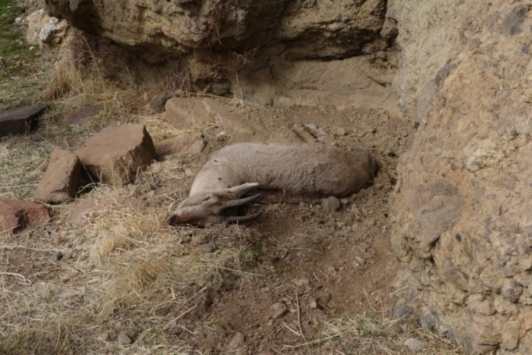 Tunceli'deki yaban keçisi ölümlerinin nedeni veba çıktı