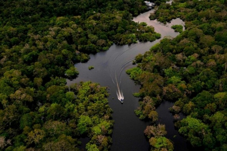 Facebook'ta satılık Amazon yağmur ormanları