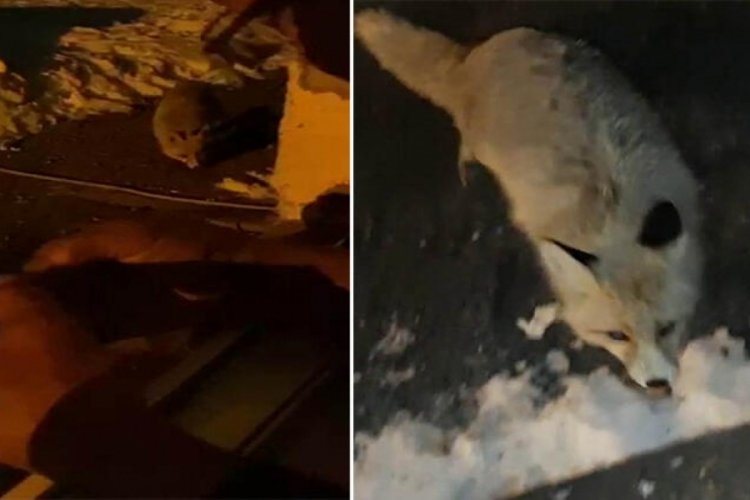 Her g&uuml;n evinin &ouml;n&uuml;ne gelen tilkiyi eliyle besliyor