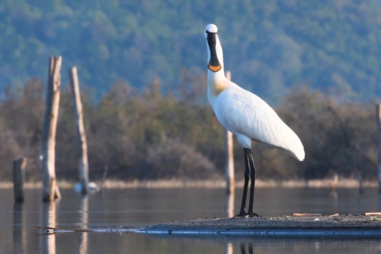 Bursa ve Balıkesir'de 100'e yakın kuş türünü görüntüledi