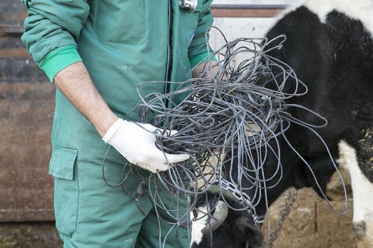 İneğin karnından 15 kilo ağırlığında halat ve &ccedil;ivi &ccedil;ıktı