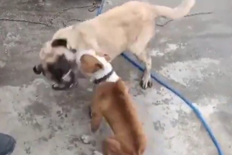 K&ouml;pek d&ouml;v&uuml;şt&uuml;ren 3 kişiye 50 bin lira ceza