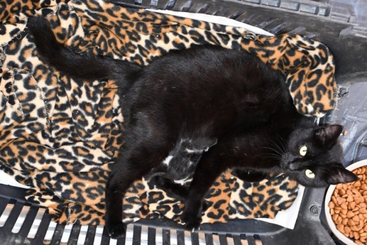 Bursa'da ayağı kırılan gebe kedi hayata döndürüldü